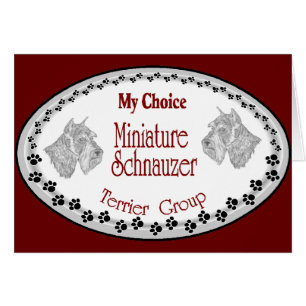 my choice mini schnauzer