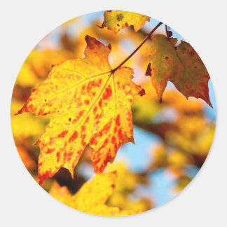 my darling maple classic round sticker