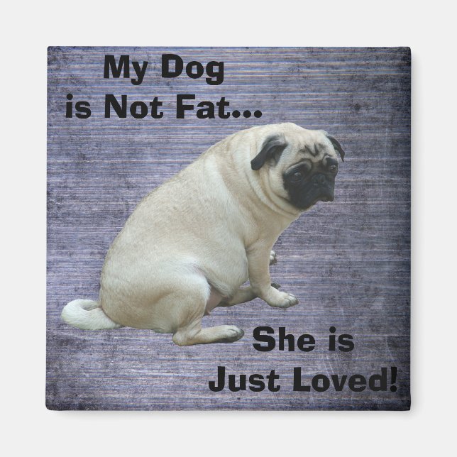 My Dog is Not Fat Pug Magnet (Front)