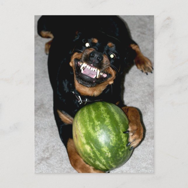 My Dog Snoop Likes Watermelons Postcard (Front)