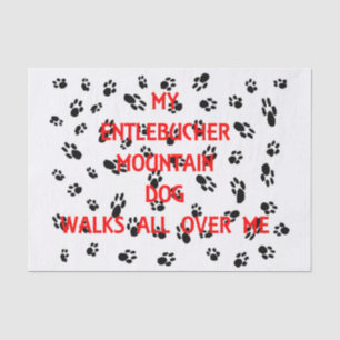 my entlebucher walks on me tissue paper