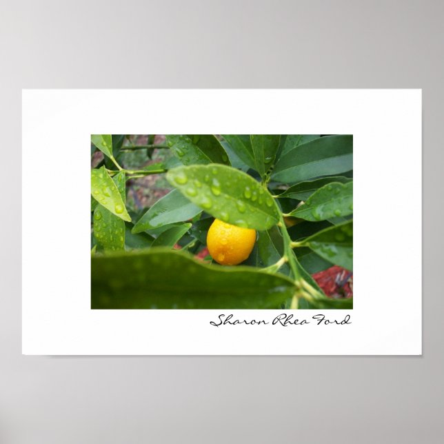 My First Kumquat by SRF Poster (Front)