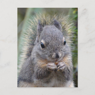 My Friend Fuzzy Postcard