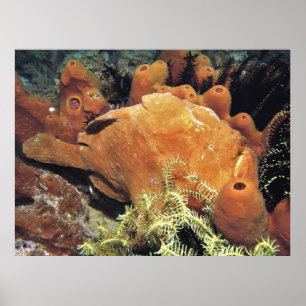 My Frogfish II Poster