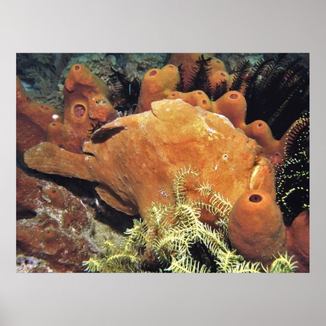 My Frogfish II Poster (Front)