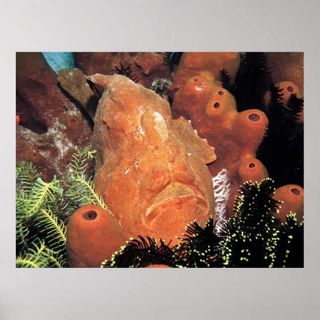 My Frogfish Poster (Front)