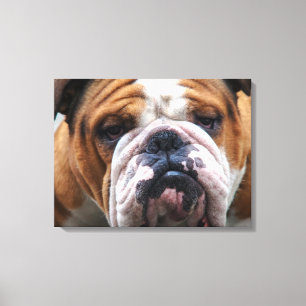 My Grumpy Dog is Saying Bulldog !!! Canvas Print