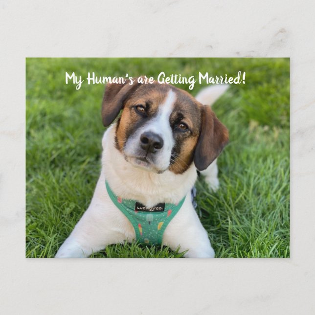 My Human's Are Getting Married Dog Photo Save The  Announcement Postcard (Front)