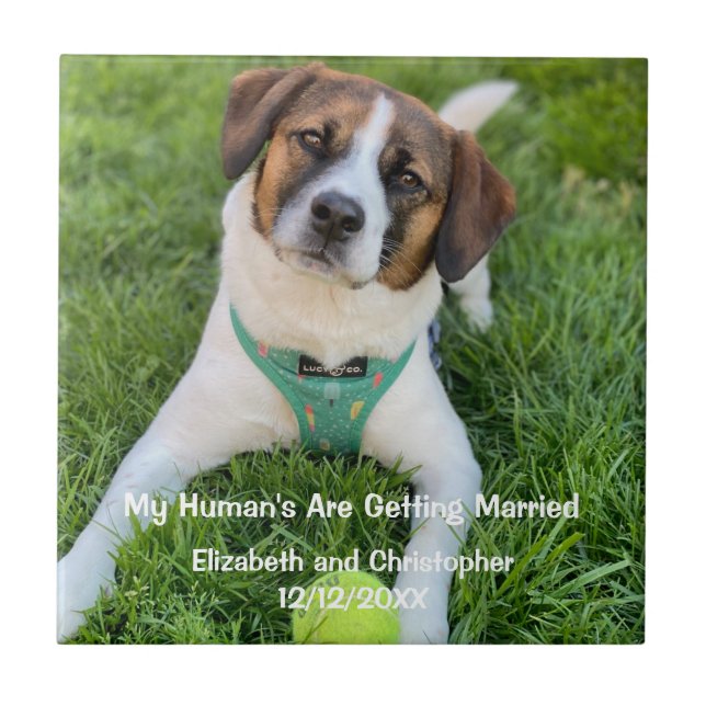 My Human's Are Getting Married Engagement Photo  Tile (Front)
