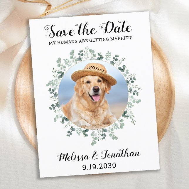 My Humans Are Getting Married Eucalyptus Pet Dog A Announcement Postcard (Creator Uploaded)