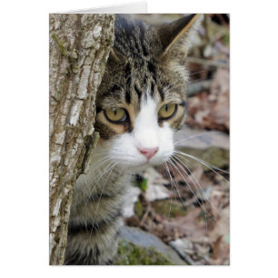 My Hunting Cat