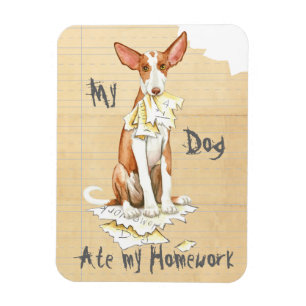 My Ibizan Hound Ate My Homework Magnet