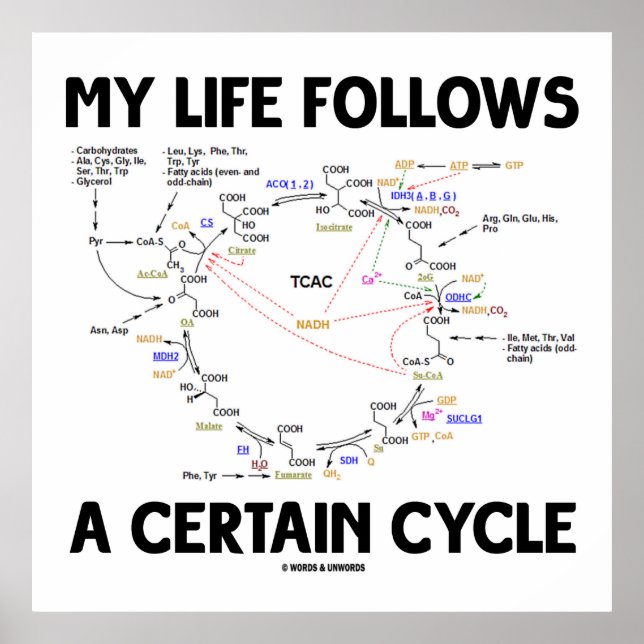 My Life Follows A Certain Cycle (Krebs Cycle) Poster (Front)