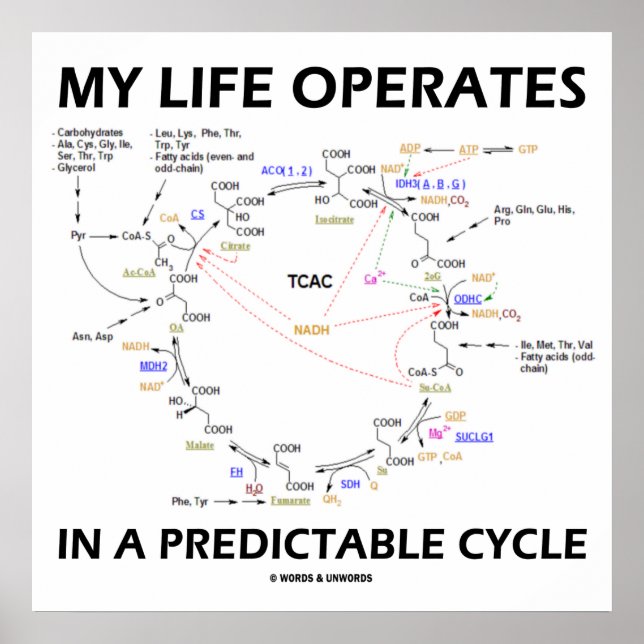 My Life Operates In A Predictable Cycle (Krebs) Poster (Front)
