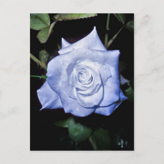 My Little Princess Postcard