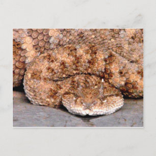 My Little Viper Postcard