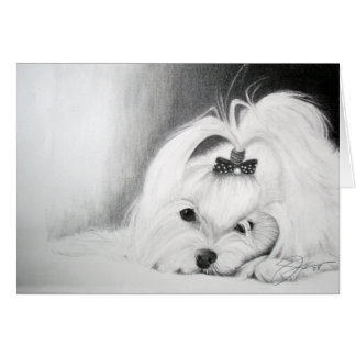 My Maltese