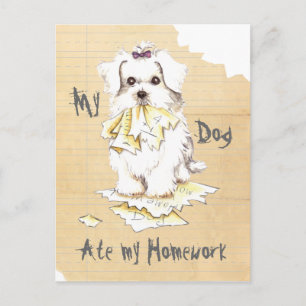 My Maltese Ate my Homework Postcard