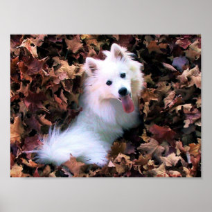 My Mini American Eskimo Poster
