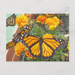 My Monarch Butterflies-postcard Postcard