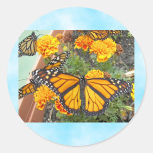My Monarch Butterflies-sticker Classic Round Sticker