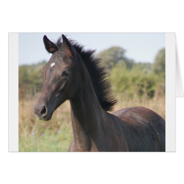 My New Pony (Front Horizontal)