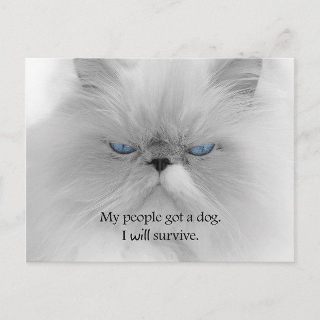 My People Got a Dog. I Will Survive. Postcard (Front)