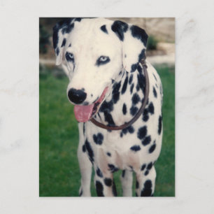 My Pet Friend Custom Photo Postcard