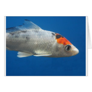 My Pet Koi Fish