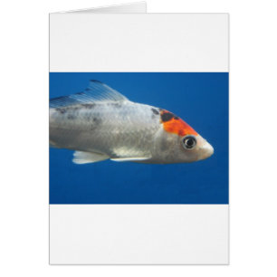 My Pet Koi Fish