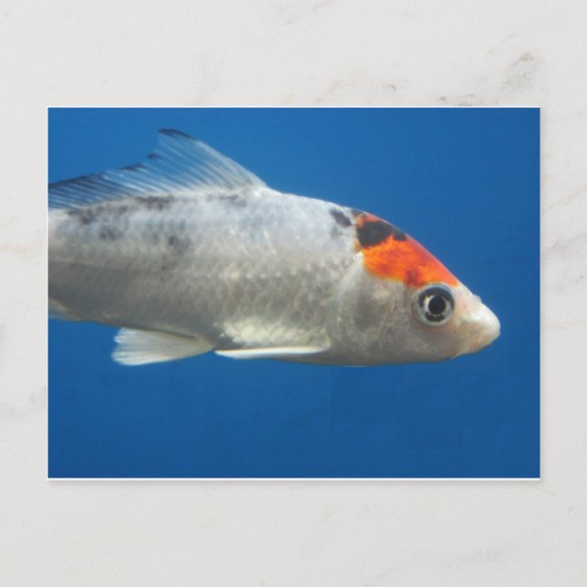 My Pet Koi Fish Postcard (Front)