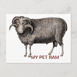 MY PET RAM POSTCARD