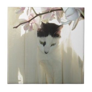 My Pretty White and Black Kitty Cat Tile