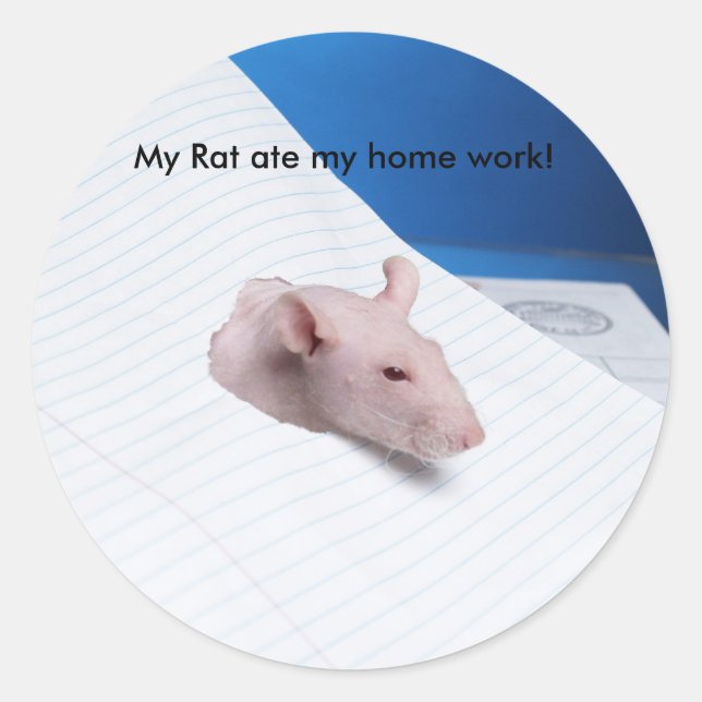 My Rat ate my home work! Classic Round Sticker (Front)