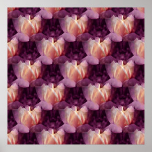 My Rose bed.... Poster