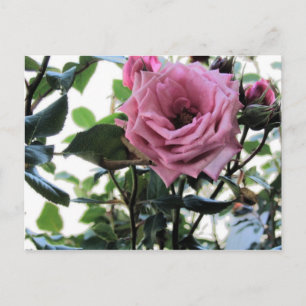 My Rose Postcard
