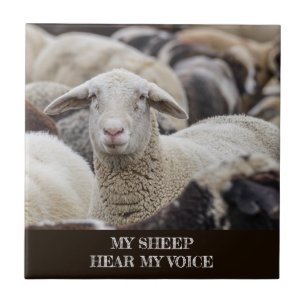 My Sheep Hear My Voice, Scripture, Sheep in Herd Tile