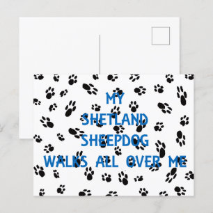 My Shetland Sheepdog Walks All Over Me Postcard