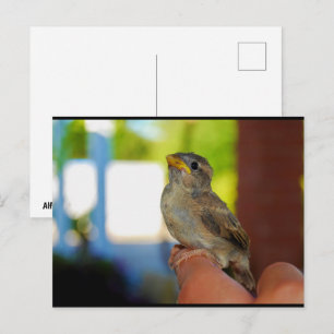 My Sparrow Friend Postcard
