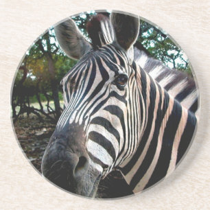 My Strippy Friend Coaster