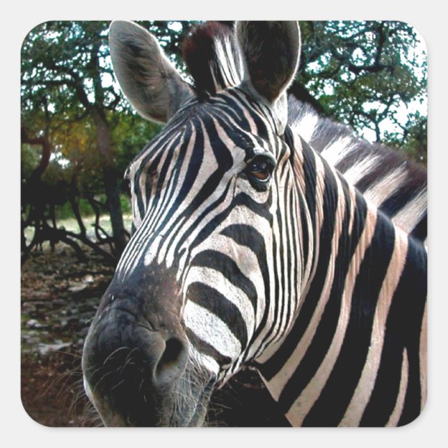 My  Strippy Friend Square Sticker (Front)