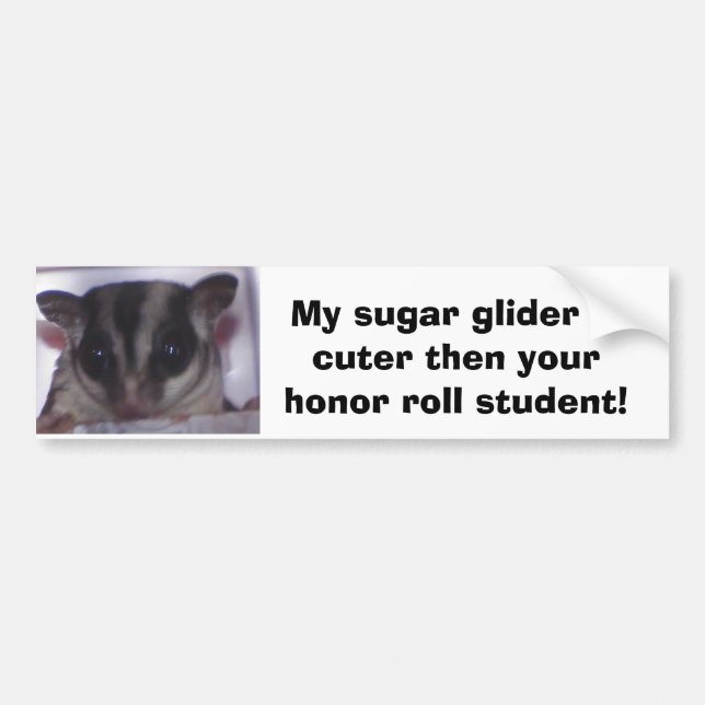 My sugar glider is cuter th... bumper sticker (Front)