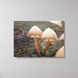 Mycena inclinata Mushroom Canvas Print