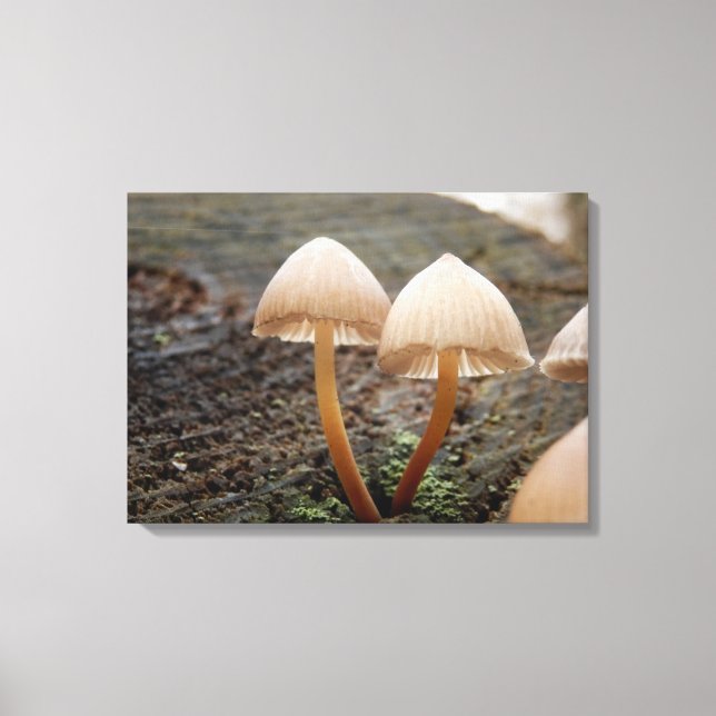 Mycena inclinata Mushroom Canvas Print (Front)