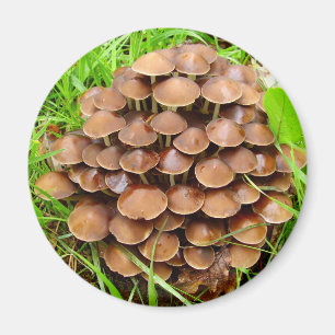 Mycena inclinata Mushroom Magnet