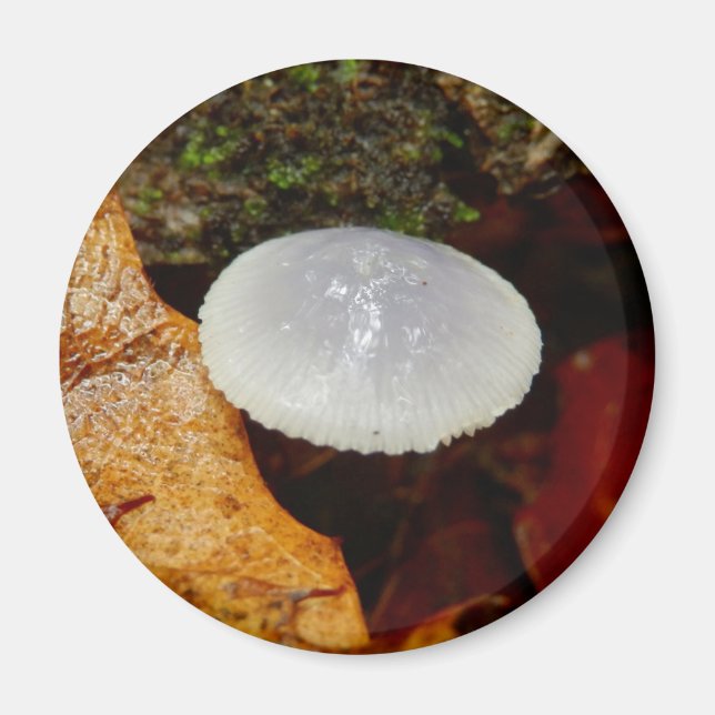 Mycena stylobates Mushroom Magnet (Front)