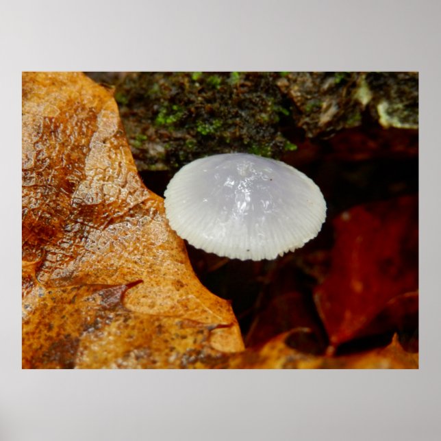 Mycena stylobes Poster aux champignons (Devant)