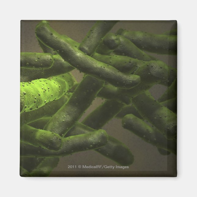 Mycobacterium tuberculosis cells magnet (Front)