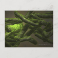Mycobacterium tuberculosis cells