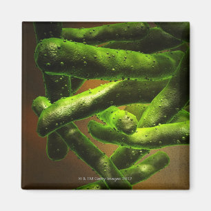 Mycobacterium Tuberculosis Magnet